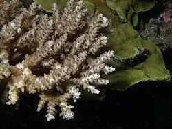 Acropora donei