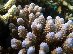 Acropora retusa