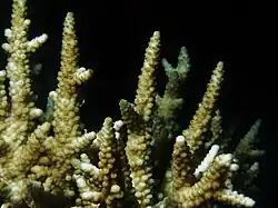 Acropora vaughani