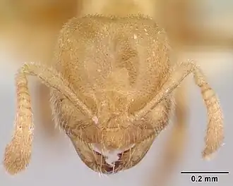 Acropyga silvestrii