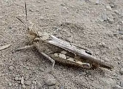 Особь неопределенного пола