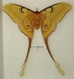 Actias isis самка