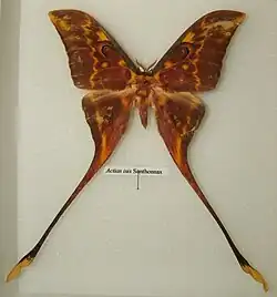 Actias isis самец