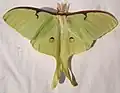 Actias luna самец