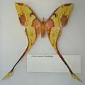 Actias maenas самец