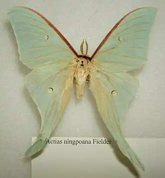 Actias ningpoana самец