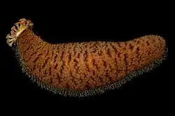 Actinopyga echinites