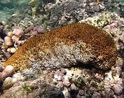 Actinopyga mauritiana