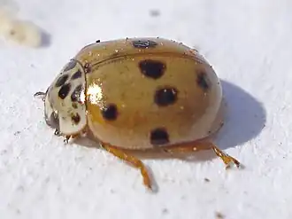 Adalia decempunctata