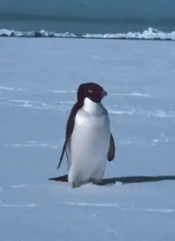 Пингвин Адели
