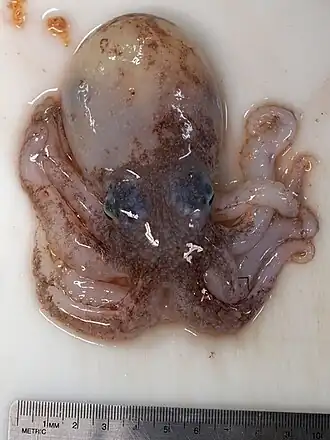 Adelieledone polymorpha