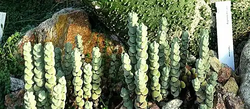 Crassula plegmatoides