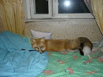 Лиса в домашних условиях