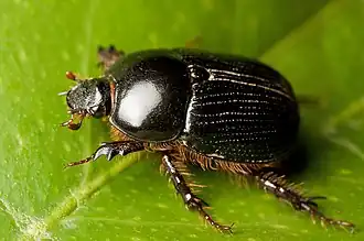 Adoryphorus