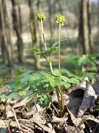 Адокса мускусная. Общий вид цветущего растения