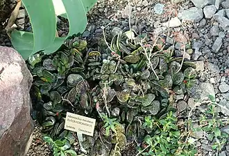 Adromischus maculatus