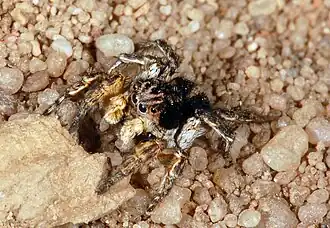 Самец Aelurillus v-insignitus