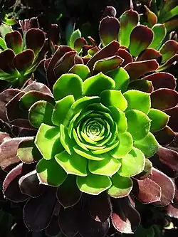 Aeonium arboreum