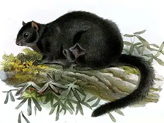 Чёрная летяга (Aeromys tephromelas)