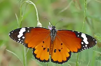 Danaus chrysippus aegyptius, Южная Африка