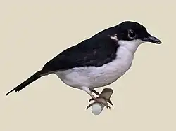 Megabyas flammulatus