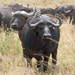 Африканский буйвол7 августа 2010