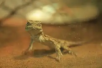 Агама в террариуме ташкентского зоопарка