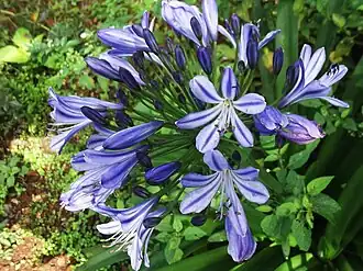 Agapanthus africanus