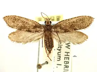 Agathiphaga vitiensis