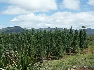 Плантация Agathis lanceolata