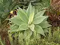 Agave attenuata
