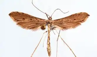 Agdistis linnaei