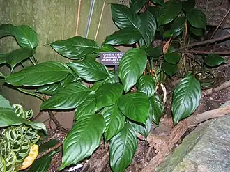 Общий вид растения