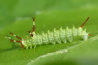 Молодая гусеница