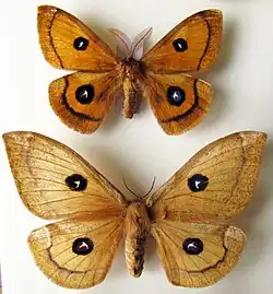 Самец и самка