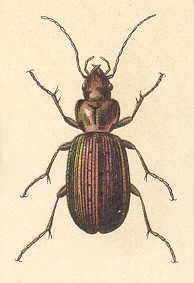 Agonum-ericeti