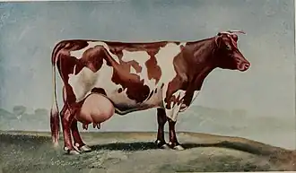 Корова айрширской породы