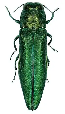 Ясеневая изумрудная узкотелая златка6 августа 2022