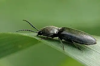 Agriotes gallicus