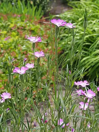 Куколь обыкновенный