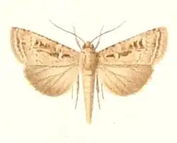 Agrotis laysanensis
