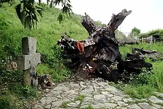 Дуб Вардана Мамиконяна в Акнагбюре, на переднем плане крылатый хачкар