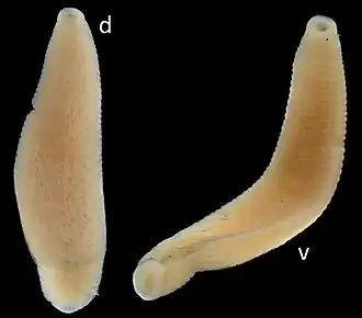 Alboglossiphonia afroalpina со спинной (d) и брюшной (v) стороны