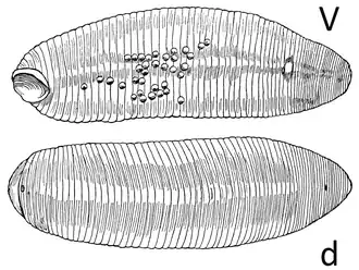 Рисунок Alboglossiphonia inflexa, выполненный автором описания вида, Э. Дж. Годдардом. Буквой v обозначен вид с брюшной стороны, буквой d — со спинной.