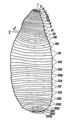 Рисунок Alboglossiphonia mesembrina, выполненный автором описания вида. Римскими цифрами обозначены номера сегментов, символами копья Марса и зеркала Венеры обозначено положение гонопор (половых отверстий).