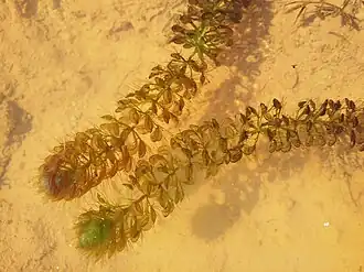 Альдрованда пузырчатая