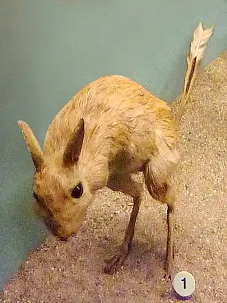 Чучело тушканчика-прыгуна в музее Женевы