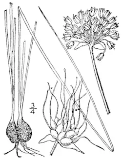 Иллюстрация 1913 года