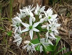 Лук медвежий (Allium ursinum)