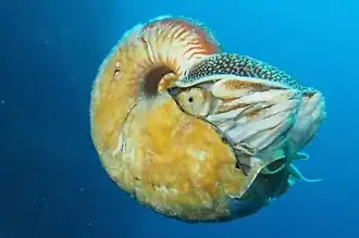 Allonautilus scrobiculatus